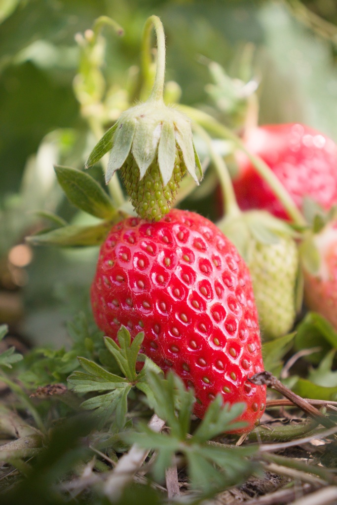 Fragaria annanasa (x) 'Mariguette' - La Pépinière d'Agnens