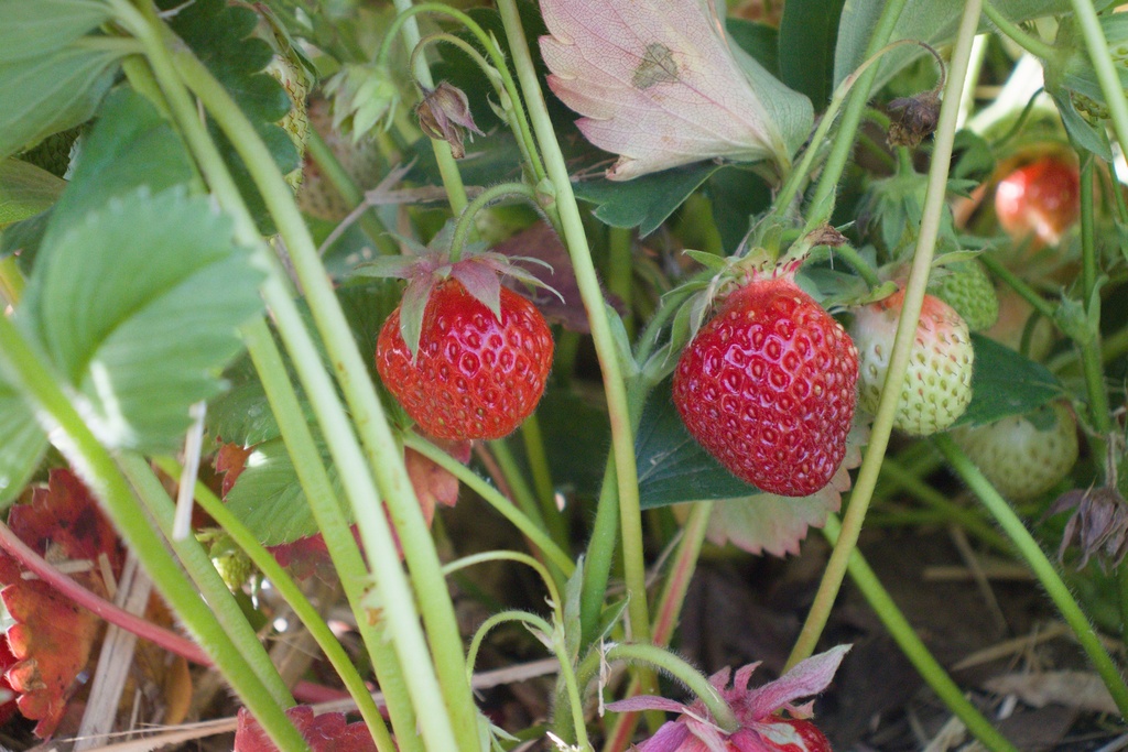 Fragaria annanasa (x) 'Wädenswil 6' - La Pépinière d'Agnens