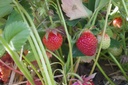 Fragaria annanasa (x) 'Wädenswil 6' - La Pépinière d'Agnens