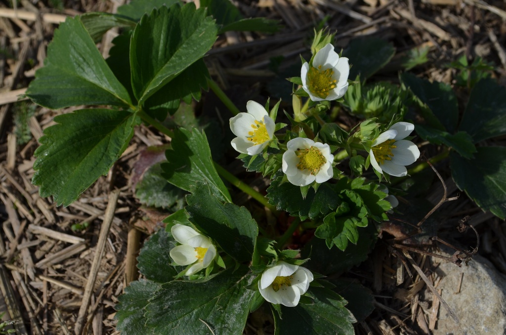 Fragaria annanasa (x) 'Wädenswil 6' - La Pépinière d'Agnens