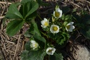 Fragaria annanasa (x) 'Wädenswil 6' - La Pépinière d'Agnens