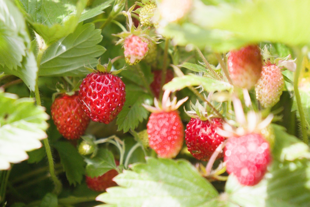 Fragaria vesca - La Pépinière d'Agnens