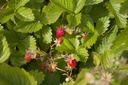 Fragaria vesca - La Pépinière d'Agnens