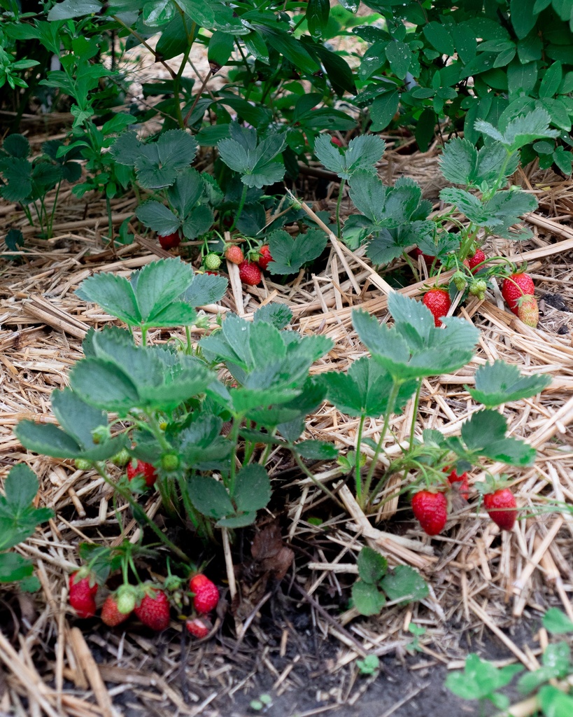 Fragaria vesca 'Mara des Bois' - La Pépinière d'Agnens