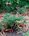 Fragaria vesca 'Mara des Bois' - La Pépinière d'Agnens