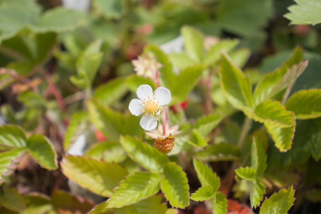 Fragaria vesca var. semperflorens 'Alexandria' - La Pépinière d'Agnens