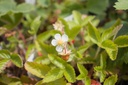 Fragaria vesca var. semperflorens 'Alexandria' - La Pépinière d'Agnens