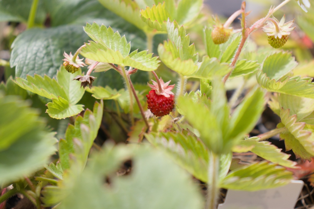 Fragaria vesca var. semperflorens 'Alexandria' - La Pépinière d'Agnens