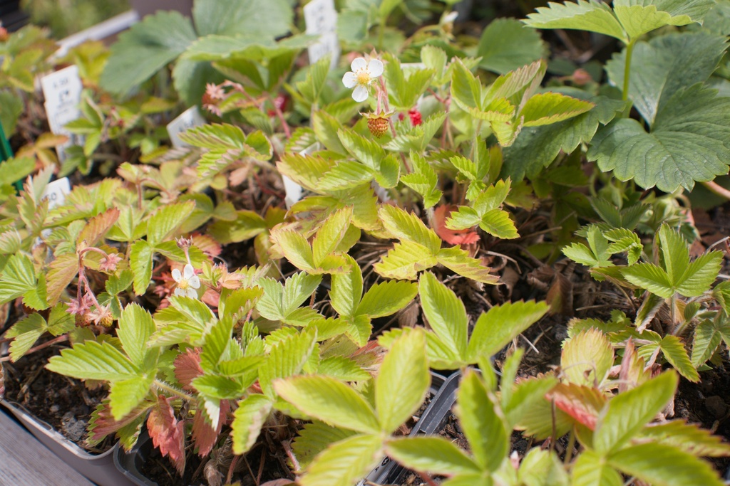 Fragaria vesca var. semperflorens 'Alexandria' - La Pépinière d'Agnens