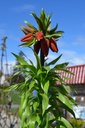 Fritillaria imperialis 'Rubra Maxima' - La Pépinière d'Agnens