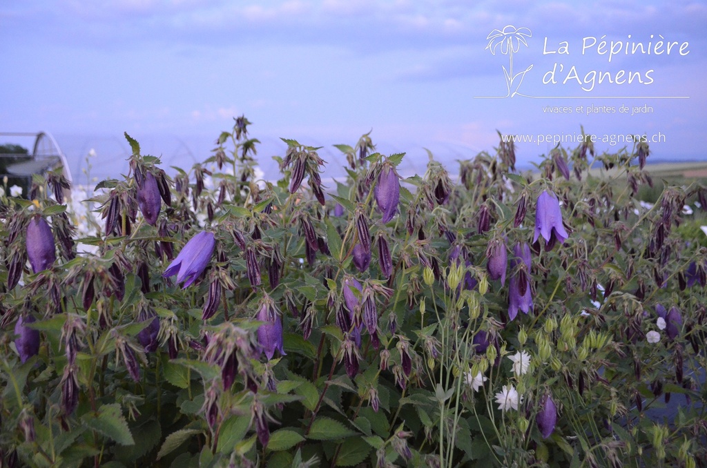 Campanula punctata 'Sarastro' - La pépinière d'Agnens