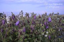 Campanula punctata 'Sarastro' - La pépinière d'Agnens