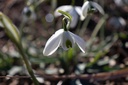 Galanthus nivalis 'Flore Pleno' - La Pépinière d'Agnens