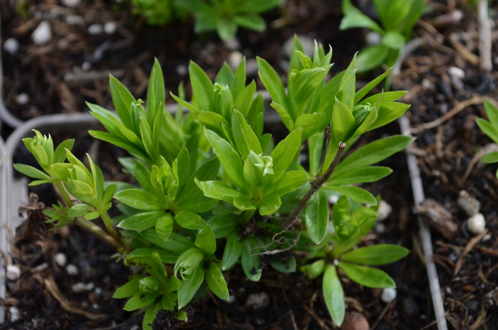 Galium odoratum - La Pépinière d'Agnens