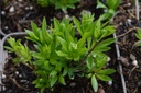 Galium odoratum - La Pépinière d'Agnens