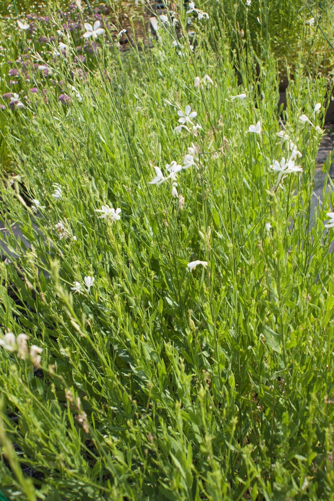 Gaura lindheimeri 'Cool Breeze' - La Pépinière d'Agnens