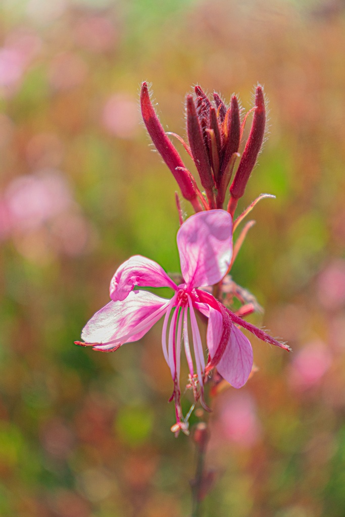 Gaura lindheimeri 'Siskiyou Pink' - La Pépinière d'Agnens