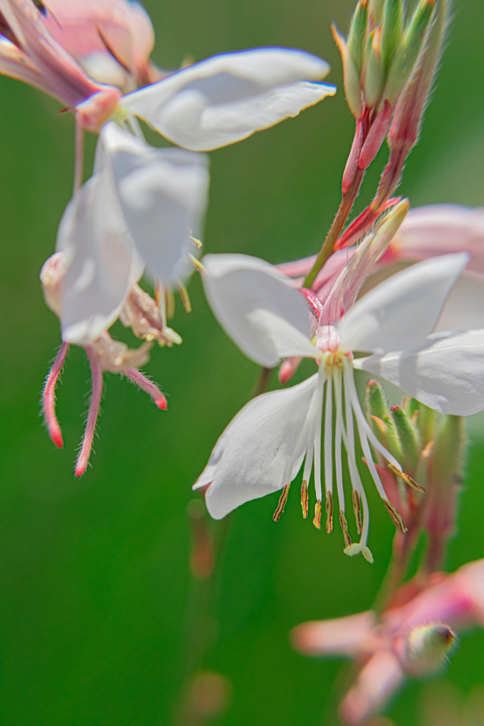 Gaura lindheimeri 'Whirling Butterflies' - La Pépinière d'Agnens
