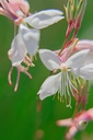 Gaura lindheimeri 'Whirling Butterflies' - La Pépinière d'Agnens