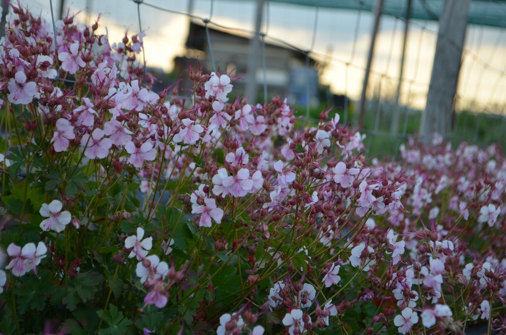 Geranium cantabrigiense (x) 'Biokovo' - La Pépinière d'Agnens