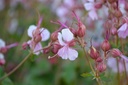Geranium cantabrigiense (x) 'Biokovo' - La Pépinière d'Agnens