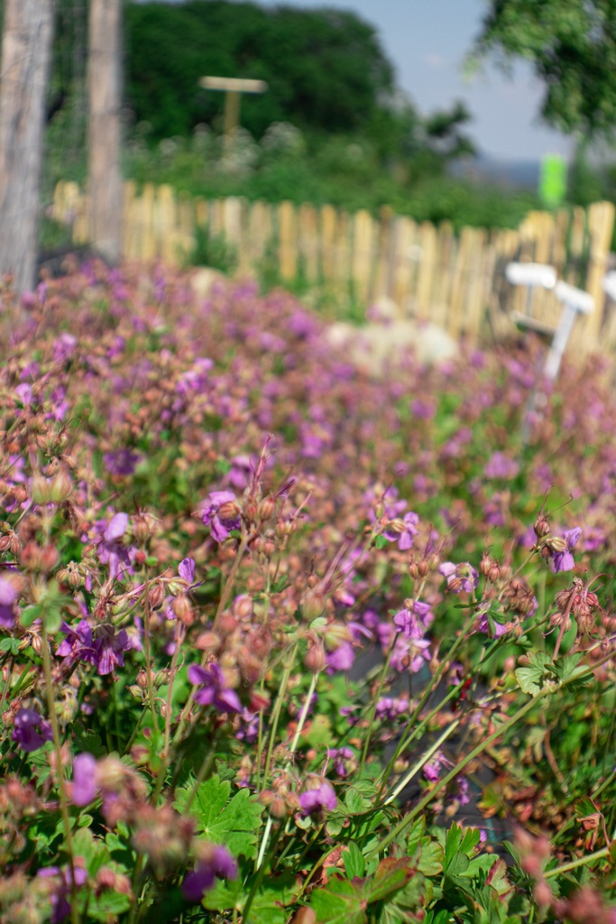 Geranium cantabrigiense (x) 'Cambridge' - La Pépinière d'Agnens