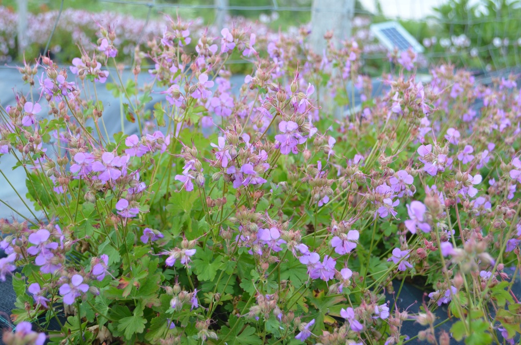 Geranium cantabrigiense (x) 'Cambridge' - La Pépinière d'Agnens