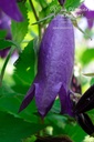 Campanula punctata 'Sarastro' - La pépinière d'Agnens