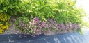 Geranium cantabrigiense (x) 'Karmina' - La Pépinière d'Agnens