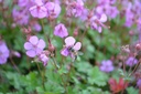 Geranium cantabrigiense (x) 'Karmina' - La Pépinière d'Agnens