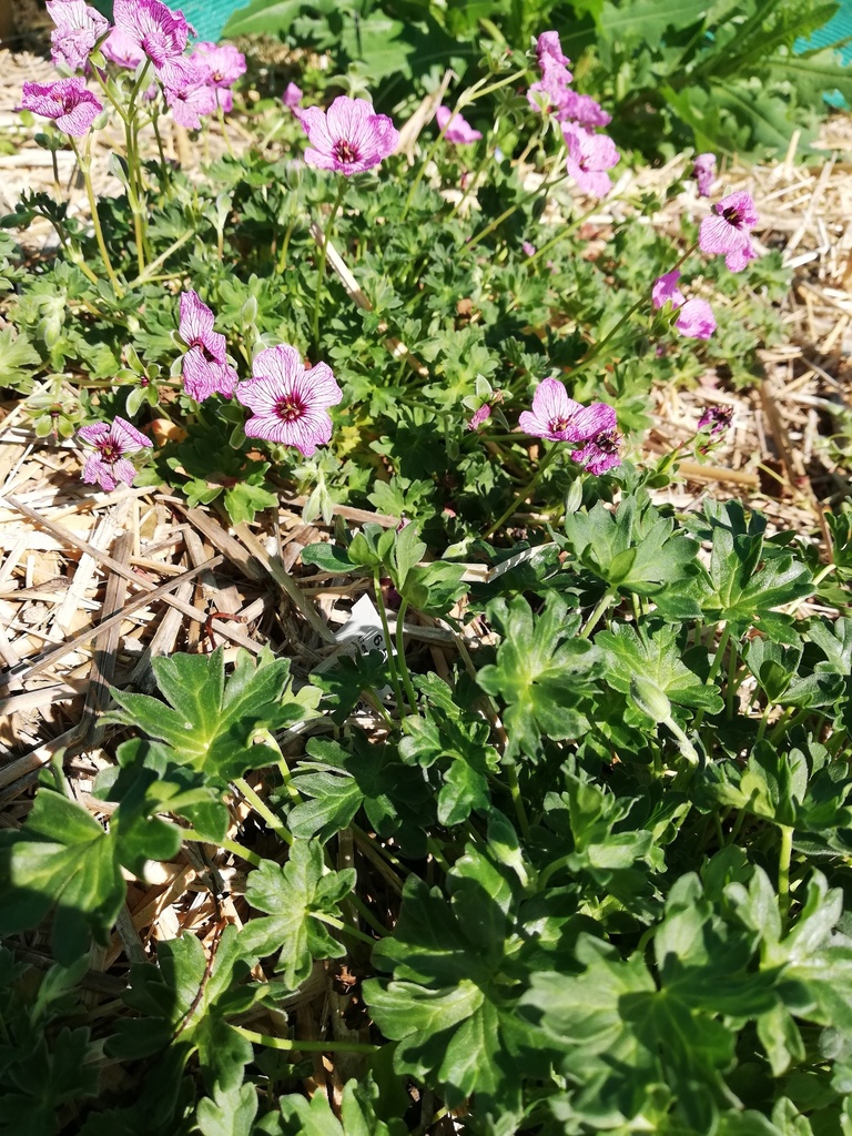 Geranium cinereum 'Ballerina' - La Pépinière d'Agnens