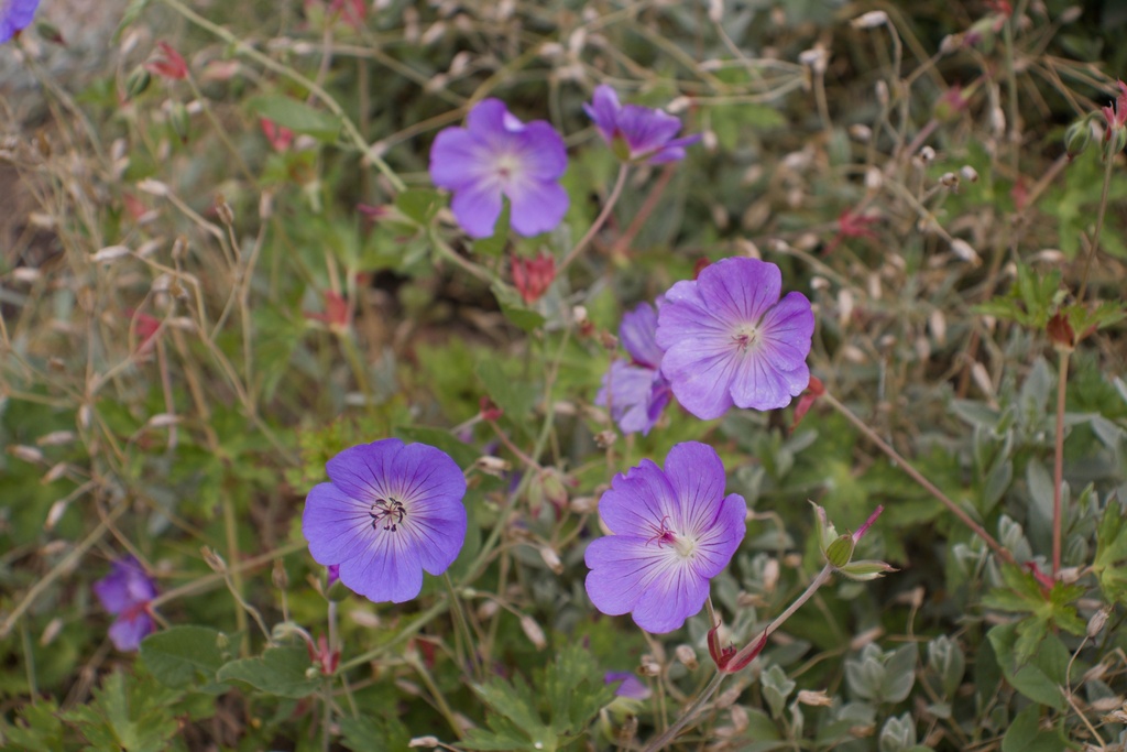Geranium hybride 'Rozanne'® - La Pépinière d'Agnens