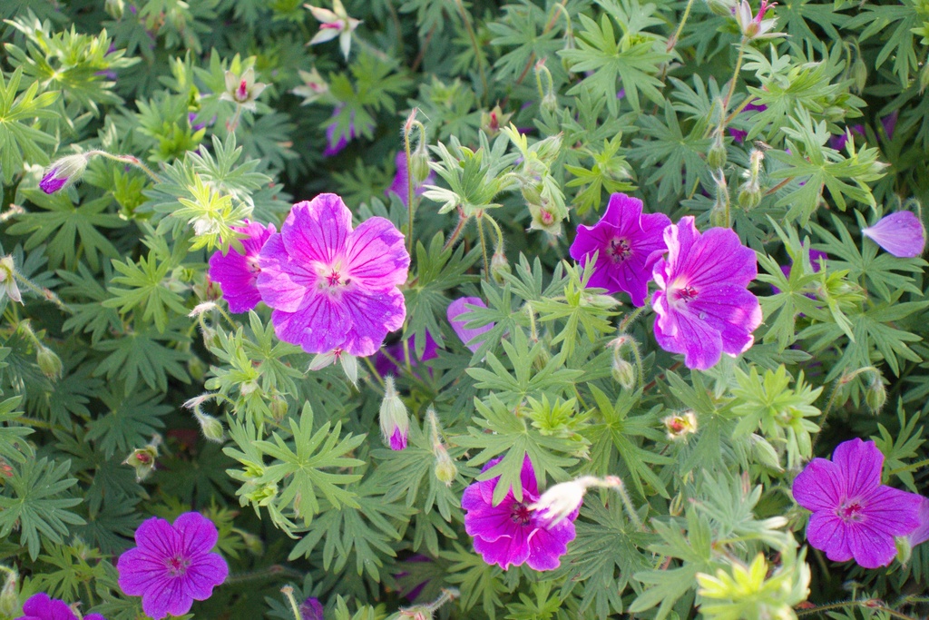 Geranium hybride 'Tiny Monster' - La Pépinière d'Agnens