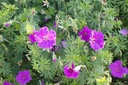 Geranium hybride 'Tiny Monster' - La Pépinière d'Agnens