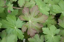 Geranium macrorrhizum 'Ingwersen' - La Pépinière d'Agnens