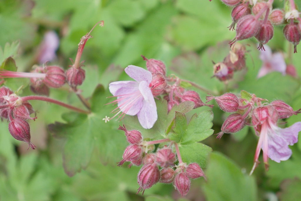 Geranium macrorrhizum 'Ingwersen' - La Pépinière d'Agnens