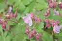 Geranium macrorrhizum 'Ingwersen' - La Pépinière d'Agnens