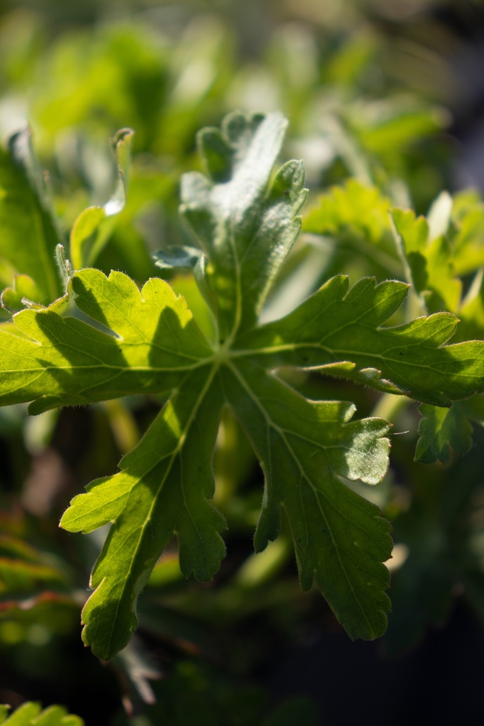 Geranium macrorrhizum 'Ingwersen' - La Pépinière d'Agnens