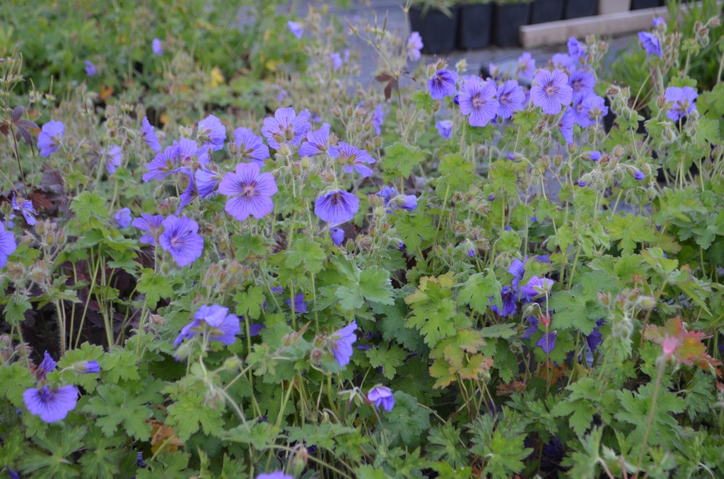 Geranium magnificum (x) 'Anemoniflorum' - La Pépinière d'Agnens