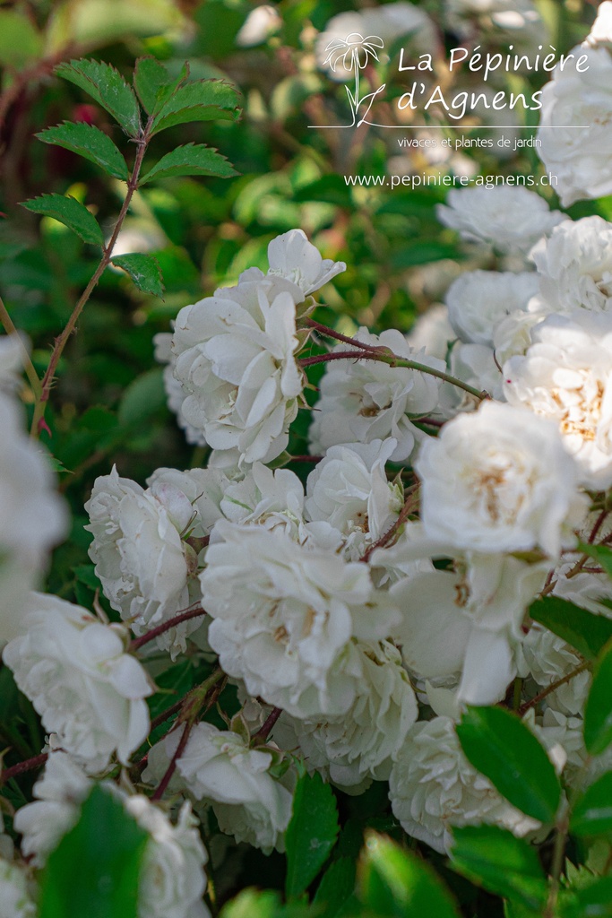 Rosa rampant 'Alba Meidiland'- la Pépinière d'Agnens