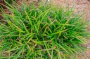 Carex morrowii 'Irish Green' - La pépinière d'Agnens