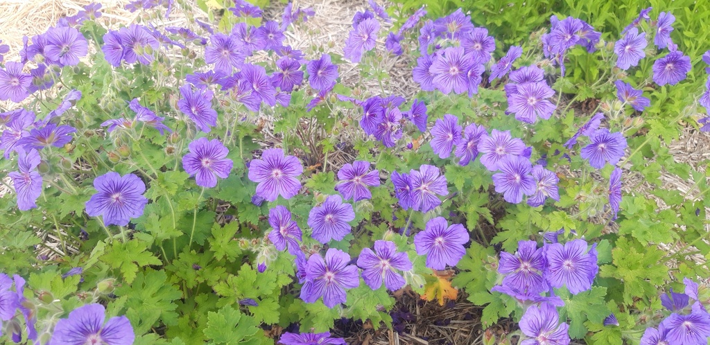 Geranium magnificum (x) 'Anemoniflorum' - La Pépinière d'Agnens