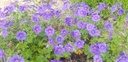 Geranium magnificum (x) 'Anemoniflorum' - La Pépinière d'Agnens