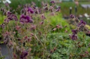 Geranium phaeum 'Samobor' - La Pépinière d'Agnens