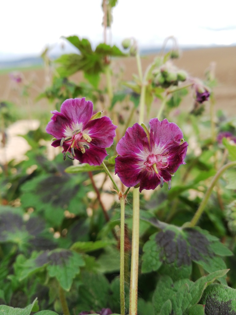 Geranium phaeum 'Samobor' - La Pépinière d'Agnens