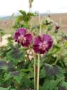 Geranium phaeum 'Samobor' - La Pépinière d'Agnens