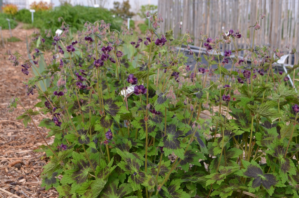 Geranium phaeum 'Samobor' - La Pépinière d'Agnens