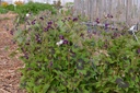 Geranium phaeum 'Samobor' - La Pépinière d'Agnens
