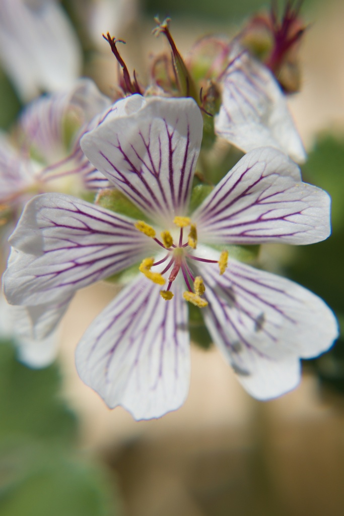 Geranium renardii - La Pépinière d'Agnens
