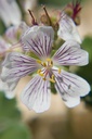 Geranium renardii - La Pépinière d'Agnens